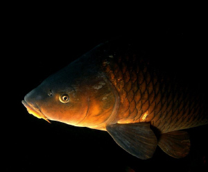 ..today's diving-carp by Veronika Matějková 